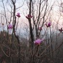 진달래 핀 풍경 이미지