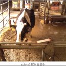 용태목장 이미지