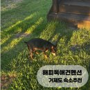 해피독 애견펜션 이미지