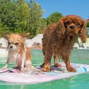 계절엔 동물의료센터 이미지