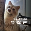 멍이와쿤이 | 청주 애견카페 고양이, 미어캣, 라쿤카페 멍이와쿤이 내돈내산 후기