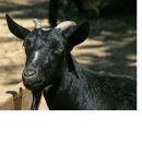 연근염소 이미지