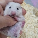 우진펫 이미지