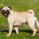 퍼스트 동물메디컬 센터 이미지