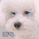 참