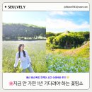 (주)태신 | 예산 아그로랜드 태신목장 수레국화 개화 트랙터 시간 그라스카페 후기