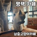 평택소방서 앞 | 평택 카페 삼층고양이카페 솔직 후기