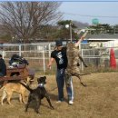 아이엠독 이미지