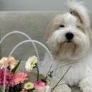 크림인유어네일 이미지