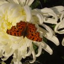 연암축산 이미지