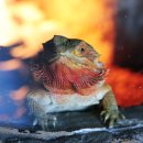 신성농장 | [슈빌원정대] 슈빌 보러 1박 2일 아라마루 아쿠아리움 동물원 방문 후기