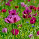 꽃양귀비마을 이미지