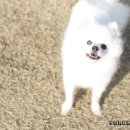 큐리애견 이미지