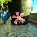 공도읍사무소 이미지