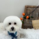 댕데이 이미지