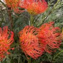 앤 플라워 이미지