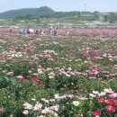 경남 산청 함박꽃(작약)축제 이미지