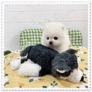 마마스미독 강아지분양 대전점 이미지