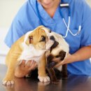 수정동물병원 이미지