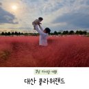 창원 핑크뮬리 코스모스 경남 아기랑 꽃놀이 '대산 플라워랜드' (애견동반가능)