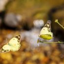 나비랑 한옥 이미지