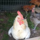 황가농장 이미지