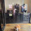 동신원 | 천안 북면 중국집 맛집! 찹쌀탕수육이 정말 맛있었던 동신원 후기