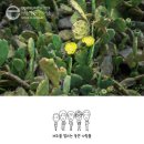 제주선인장마을