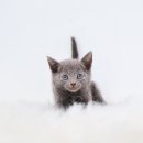 블루켄넬 | 광주광역시러시안블루분양 오랫동안 함께해야 하니까