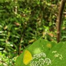 온세미로 이미지