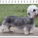 댄디농장 이미지