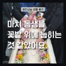 실트론식당 | [이 주의 현진시닝 장례후기] 2024년 8월 3주