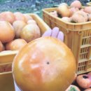 상봉이네 | 감부심 달달농장 "알크고 당도 높은" 단감 판매해요~