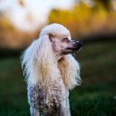 세종애견미용 이미지