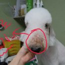 시오인테리어 네이버블로그