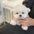 베이비멍 이미지