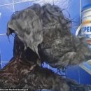 강아지집 이미지