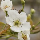 인진쑥농장 이미지