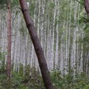 하추자연휴양림 이미지