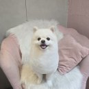 개이쁘댕 이미지