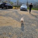 팜카페빨간머리앤 | 안성 신상 카페 팜 카페 빨간머리 앤 과수원 뷰 애견동반 카페