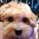 오늘DOG예쁨 이미지