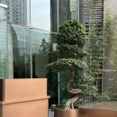 M&M 소프트 | 상하이 반얀트리 온더번드, 테일즈바, 조식 숙박후기