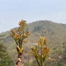 강원도 평창, 자연산 참두릅 판매합니다. / 고목나무 굵은 참두릅도 판매 이미지