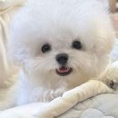 지니퍼피 의정부강아지분양 애견샵 이미지