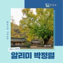 왕신3리 | 경주 가을 명소 강동면 운곡서원 은행나무 | 경주시 SNS 알리미 박정렬