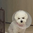 밴스동물병원 이미지