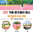 핑크애견 | 천안 애견동반 카페 추천 | 핑크뮬리 인생샷 명소 ‘이숲 카페’ 후기