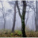 안개숲(대관령양떼목장) 이미지