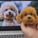 귀컨디션지도사 2급 | 대구 양모펠트 지도사 2급 자격증반 푸들 제작 수업 후기 리멍추억공방